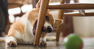 7 пород собак, которые грызут все подряд: что стоит знать будущим владельцам