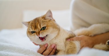 Ліжко замість лотка: чому кішки ходять до туалету на ліжко, і як із цим упоратися