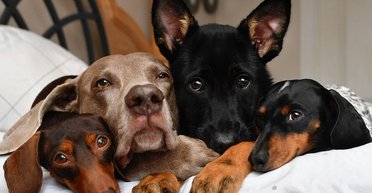 Домашні улюбленці: коли насправді собаки стали найкращими друзями людини