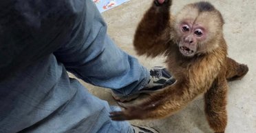 Розгромила магазин гітар: у США через добу спіймали мавпу-меломана (фото)