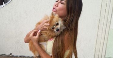 Песик вилетів з вікна 12-поверхового будинку: як йому вдалось вижити без жодних травм (фото)