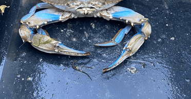 В Черном море заметили синего краба: экологи рассказали, чем опасен хищный "пришелец"
