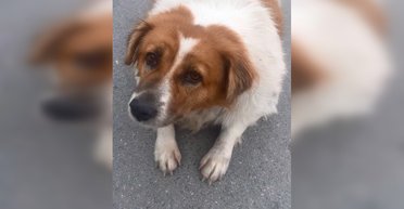 Едва дышал и не шевелился: соцсети "взорвались" от спасения собаки с ожирением (фото)