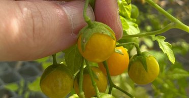 На Галапагоських островах збунтувалися помідори: вони скасовують мільйони років еволюції