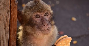 Щось тривожне змушує гібралтарських макак їсти землю: винуватцями вважають туристів (фото)