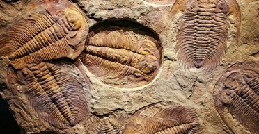 Зникли майже всі живі істоти: коли на Землі сталося найбільше масове вимирання