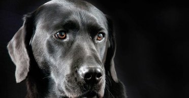 Собаки не могут узнавать лица своих хозяев, – ученые