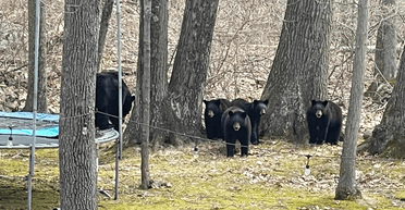 Две сотни медведей приговорили к смерти: их убийство одобрили впервые за 10 лет