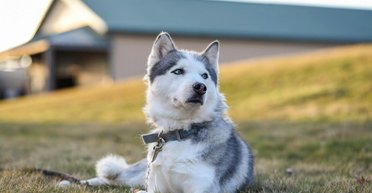 Мужчина оставил хаски одного в доме: он не был готов к тому, что увидел по возвращении (фото)