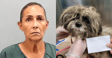 "Не могла з ними впоратися": жінку заарештували за те, що вона покинула 9 собак у полі