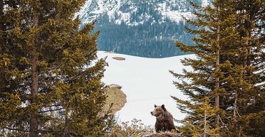 В США медведь упал с дерева и раздавил охотника: подробности