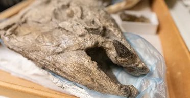 Найбільший лосось на Землі мав бивні, як у бородавочника: зроблено важливе відкриття (фото)