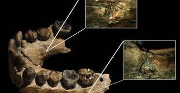 Полювали на перших людей: вчені знайшли найстрашніших хижаків древності