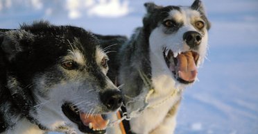 Приди на помощь, дорогой друг! Ученые рассказали, почему собаки лают