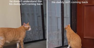 "Папа не вернется": поведение кота после разрыва отношений пары умилило пользователей (видео)