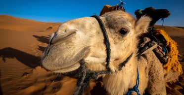 Спортсмены и просто красавцы. В Дубае клонируют чемпионов конкурсов красоты среди верблюдов