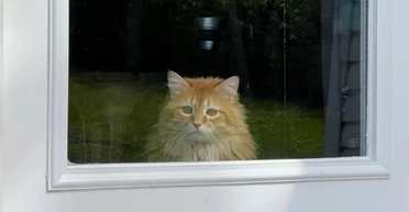 Кішка після переїзду побачила "реальний світ": її реакція стала вірусною (фото)