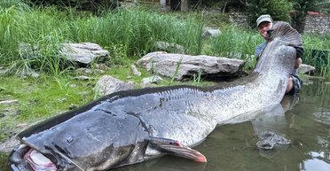 Прийняв за дерево: у Чехії рибалка спіймав сома завдовжки 268 см (фото)