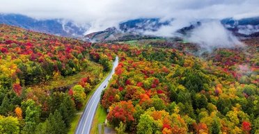 Метаморфози природи: чому листя на деревах восени змінює свій колір