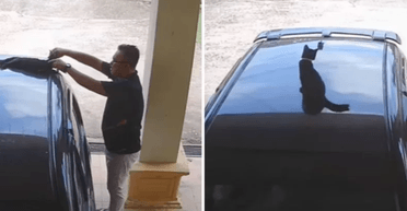Чоловік сів у машину та поїхав, а уже в дорозі побачив на даху свого кота