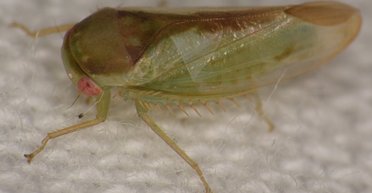 В тропических лесах найдено очень странное существо: похоже на лягушку, но не лягушка