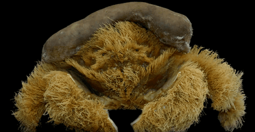 Стильная защита: в Австралии обнаружили "лохматого" краба (фото)