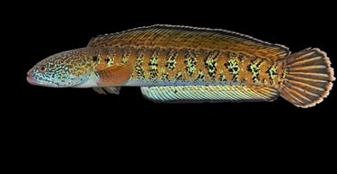 Местные употребляют в пищу: рыба, считавшаяся вымершей, найдена живой спустя 85 лет