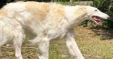 Хорт на прізвисько Еріс претендує на звання найдовгоногішого собаки у світі (фото, відео)