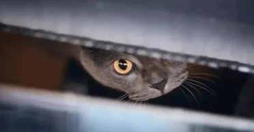 Фізики перевели атоми у стан кота Шредінгера: квантовий світ став ближчим до реальності