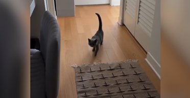 Супруги завели котенка: то, что они делают каждый день, растрогало сеть (видео)