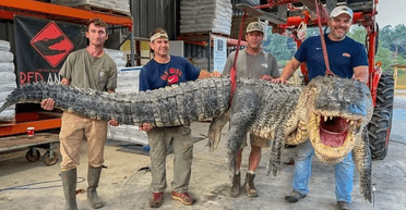 "Породження кошмарів": мисливці побили рекорд, спіймавши величезного алігатора (фото)