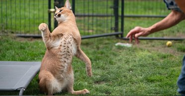 Жінка побачила біля свого будинку "великого кота", який насправді виявився диким звіром (фото)