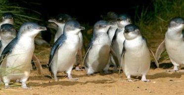 Ох эти пингвины: почему "супружеская" верность птиц оказалась мифом