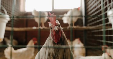 Инфекцию находят у пингвинов и верблюдов, есть смерти среди людей: ученые готовятся к новой пандемии