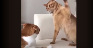 Антидепресанти масової дії: коти і кішки, які стали суперзірками мемів і гіфок (відео)