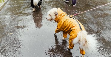 В Україну насуваються дощі: синоптикиня повідомила, де у неділю чекати опадів (карта)