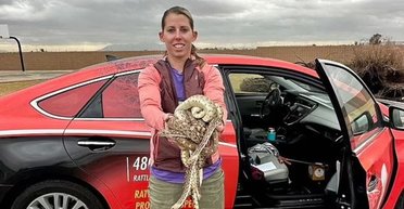 "Це просто божевілля": чоловіка налякали гримучі змії, які заполонили його гараж (відео)