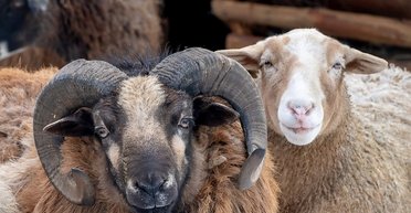 Обійшли лебедів, левів і верблюдів: в Одеському зоопарку обрали найкращу пару тварин (фото)