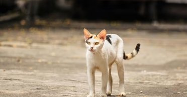 Мужчина думал, что спас кота с улицы, но впоследствии его ждал сюрприз (видео)