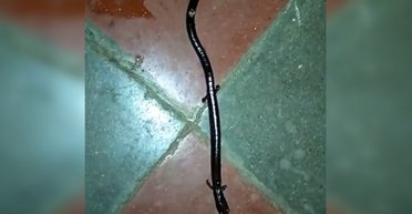 Позашлюбне дитинча змії, ящірки і хробака: незвичайна істота мешкає в тропічних лісах (відео)