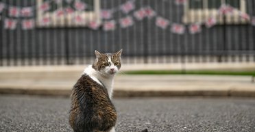 Прем'єр-міністр Великої Британії завів нового кота: який вигляд має головний конкурент Ларрі (фото)