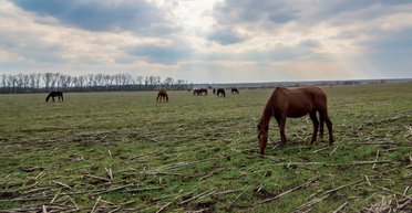 Между двух огней. Как живут в прифронтовой зоне люди и животные