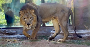 У клітці з левами: у зоопарку стажиста випадково замкнули у вольєрі з трьома хижаками