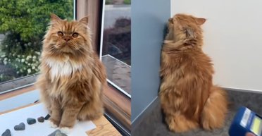 "Тут нікого немає": рудий кіт спробував "зникнути" на прийомі у ветеринара
