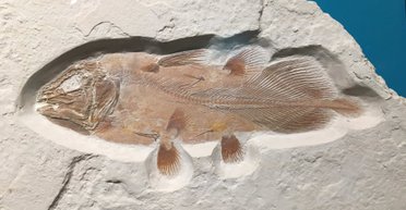 Частный коллекционер перепутал останки древней рыбы с птеродактилем