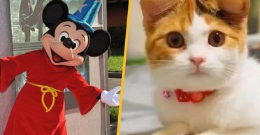 Вуха Міккі Мауса: у Китаї набирає популярності дивна пластична операція для тварин