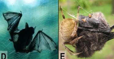 Майже на всіх континентах Землі павуки ловлять і поїдають кажанів: виняток — Антарктида (відео)