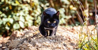 Ученые рассказали, почему кошки уходят из дома перед смертью