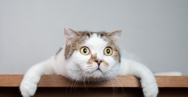 Назван смертельно опасный овощ для кошек: он есть на каждой кухне