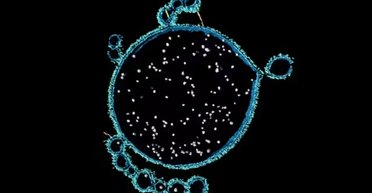 На узбережжі Австралії знайдено вікно у минуле: допоможе розкрити таємницю зародження складного життя